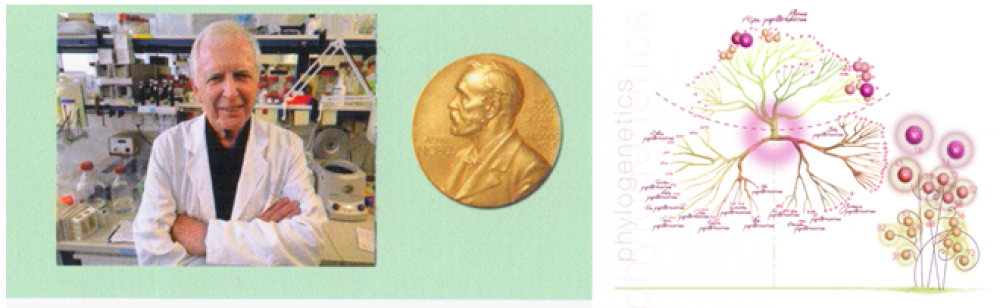 Dzemdes kakla vēža ierosinātājs – cilvēka papilomas vīruss