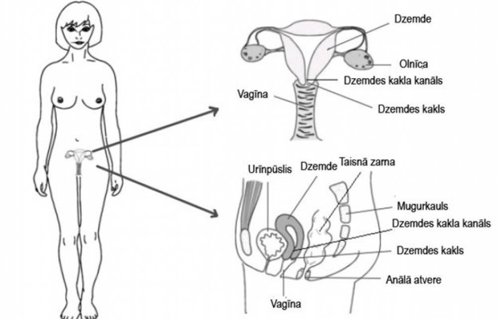 Par dzemdes kakla vēzi